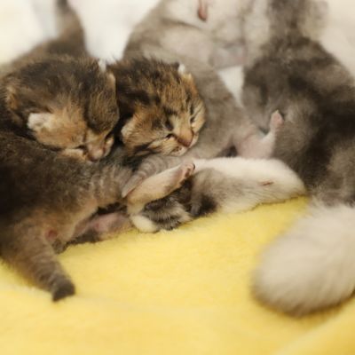 Of British Archanges Olga 2021