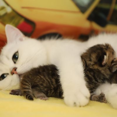 Of British Archanges Olga 2021