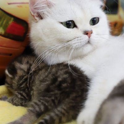 Of British Archanges Olga 2021