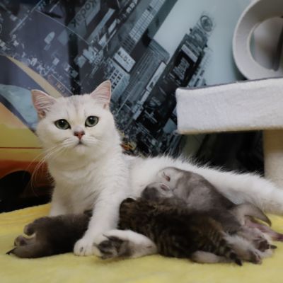 Of British Archanges Olga 2021