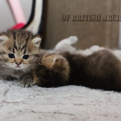 Of British Archanges Olga 2021