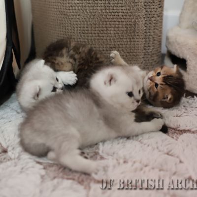 Of British Archanges Olga 2021