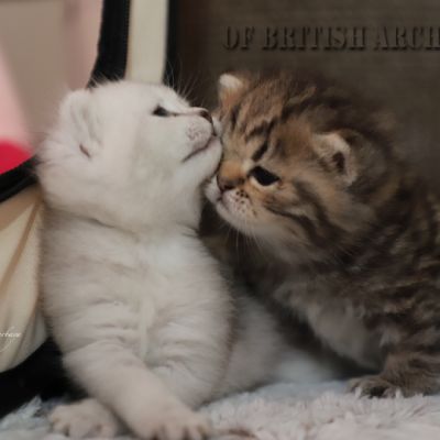 Of British Archanges Olga 2021