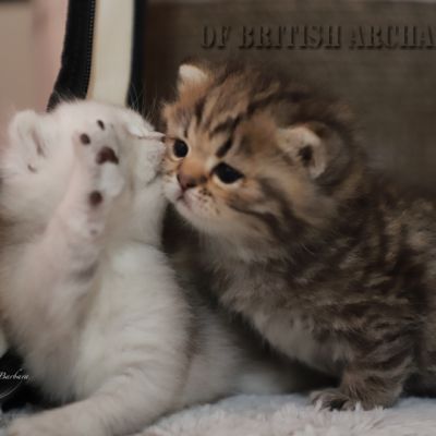 Of British Archanges Olga 2021