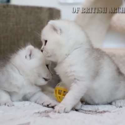 Of British Archanges Olga 2021