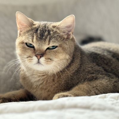 Sibelle Of British Archanges