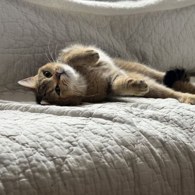 Sibelle Of British Archanges