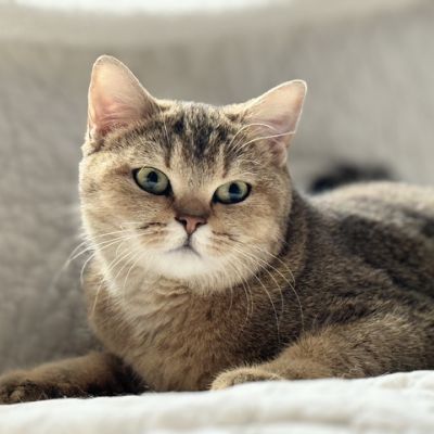 Sibelle Of British Archanges