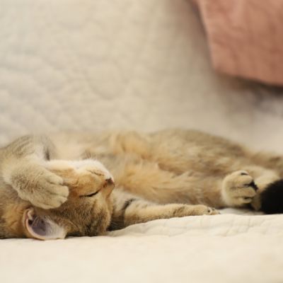 Sibelle Of British Archanges