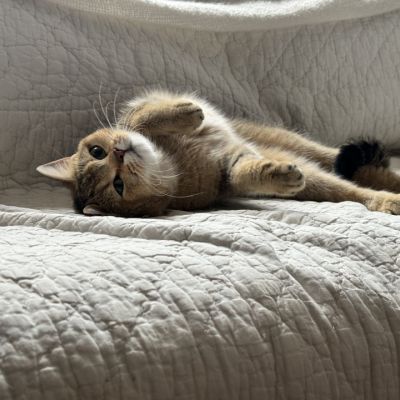 Sibelle Of British Archanges