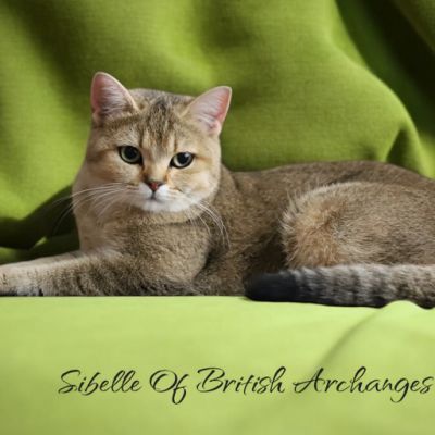 Sibelle Of British Archanges