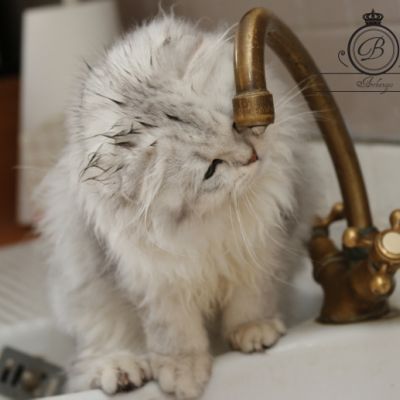 Night Fall 'Highland Fold'