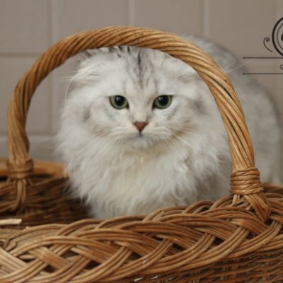 Night Fall 'Highland Fold'