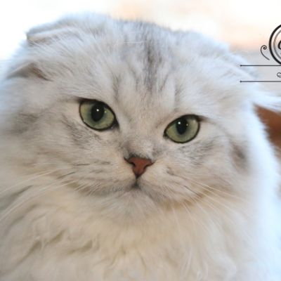 Night Fall 'Highland Fold'