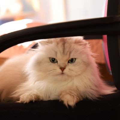 Night Fall Of british Archanges