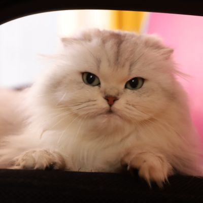 Night Fall Of british Archanges