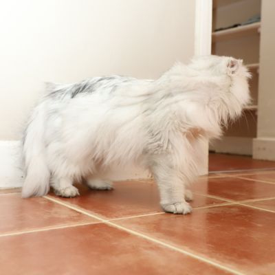 Night Fall Of british Archanges