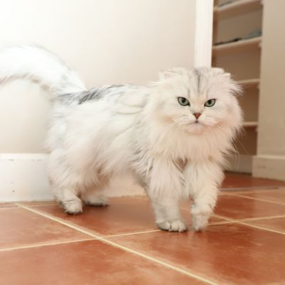 Night Fall Of british Archanges