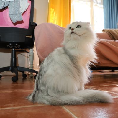 Night Fall Of british Archanges