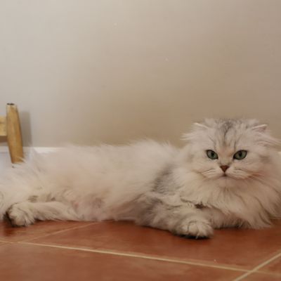 Night Fall Of british Archanges