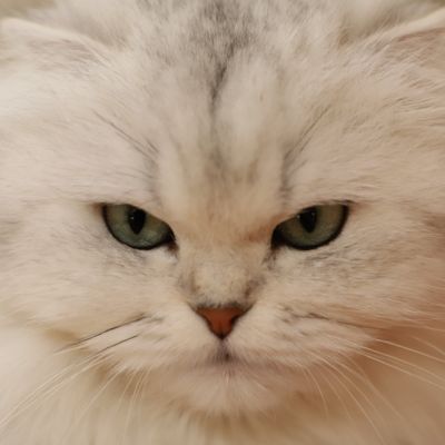 Night Fall Of british Archanges