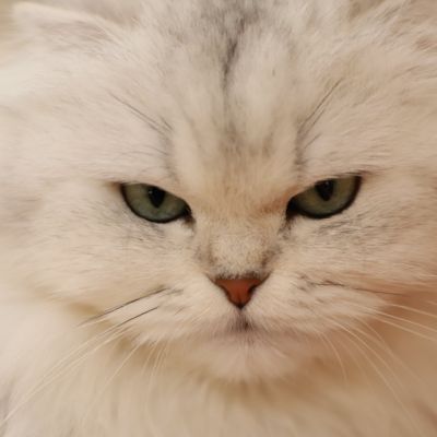 Night Fall Of british Archanges