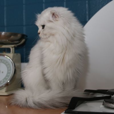 Night Fall Of british Archanges