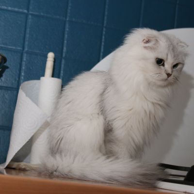 Night Fall Of british Archanges