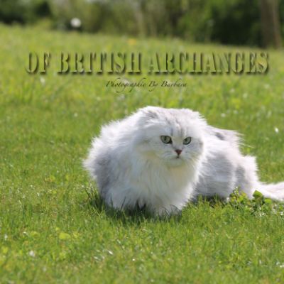 Night Fall 'Highland Fold'