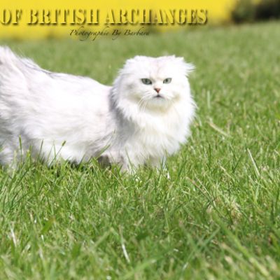 Night Fall 'Highland Fold'