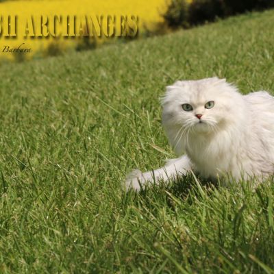 Night Fall 'Highland Fold'