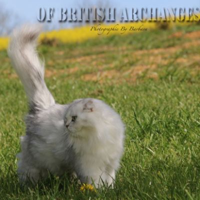 Night Fall 'Highland Fold'