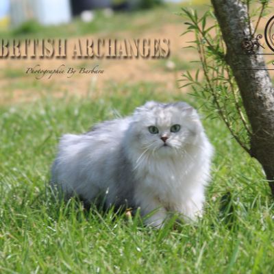 Night Fall 'Highland Fold'