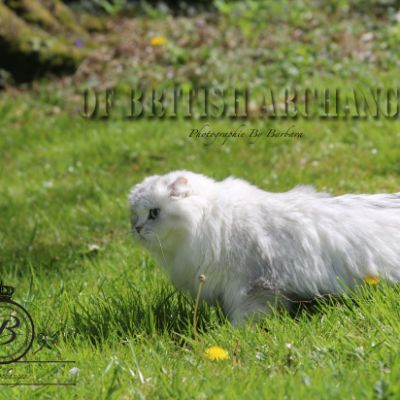 Night Fall 'Highland Fold'