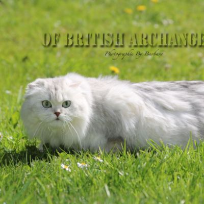 Night Fall 'Highland Fold'