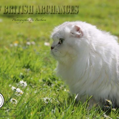 Night Fall 'Highland Fold'