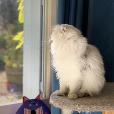 Night Fall Of british Archanges