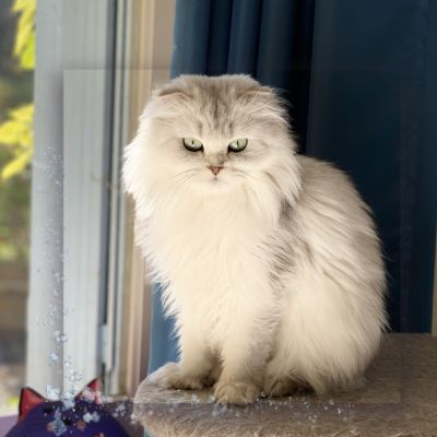 Night Fall Of british Archanges