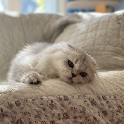 Night Fall Of british Archanges