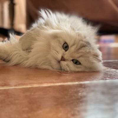 Night Fall Of british Archanges