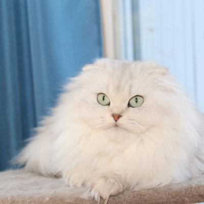 Night Fall Of british Archanges