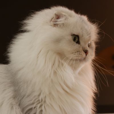 Night Fall Of british Archanges