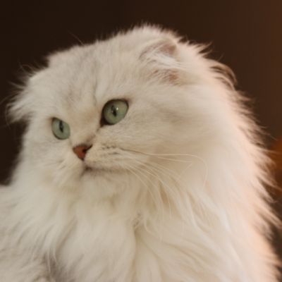 Night Fall Of british Archanges