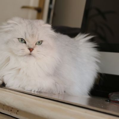 Night Fall Of british Archanges