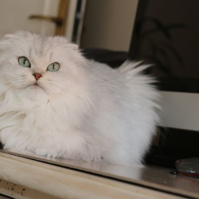 Night Fall Of british Archanges