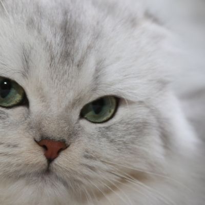 Night Fall Of british Archanges