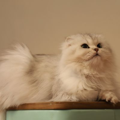 Night Fall Of british Archanges