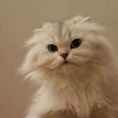 Night Fall Of british Archanges