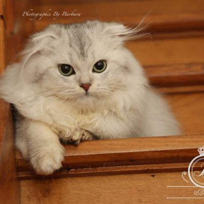 Night Fall 'Highland Fold'