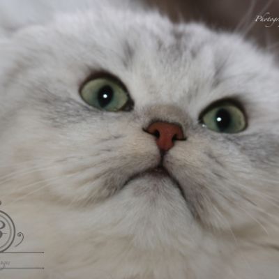 Night Fall 'Highland Fold'